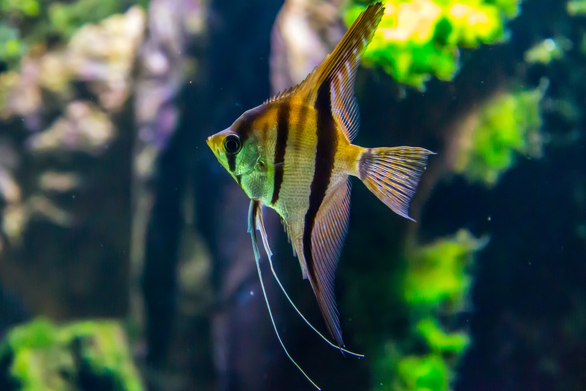 Comprendre la chimie de l'eau pour bien entretenir votre aquarium