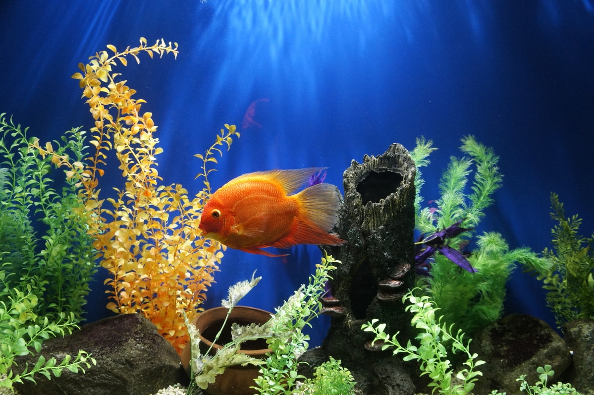 Carence des plantes d'aquarium : comment l'éviter ?