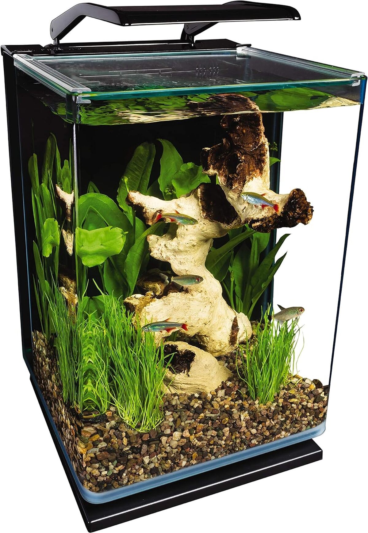 Test de l'aquarium LED MarineLand 5 gallons