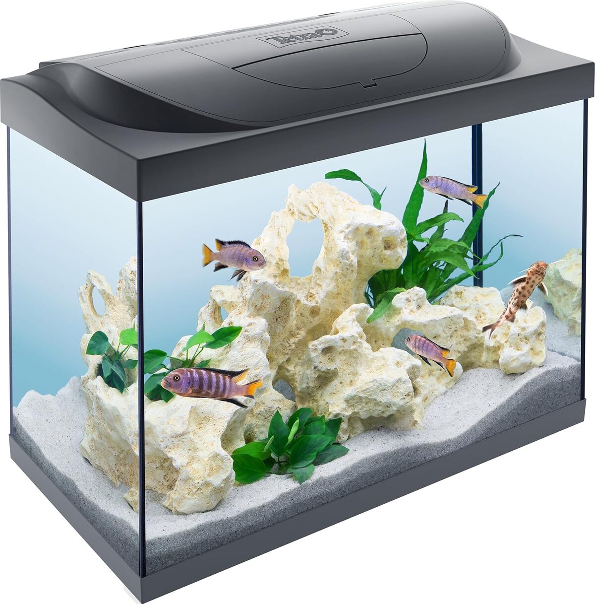 Test du kit aquarium Tetra Starter Line avec éclairage LED