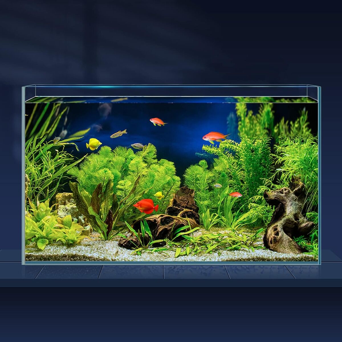 Test du bol à poisson en verre Laqual 38L