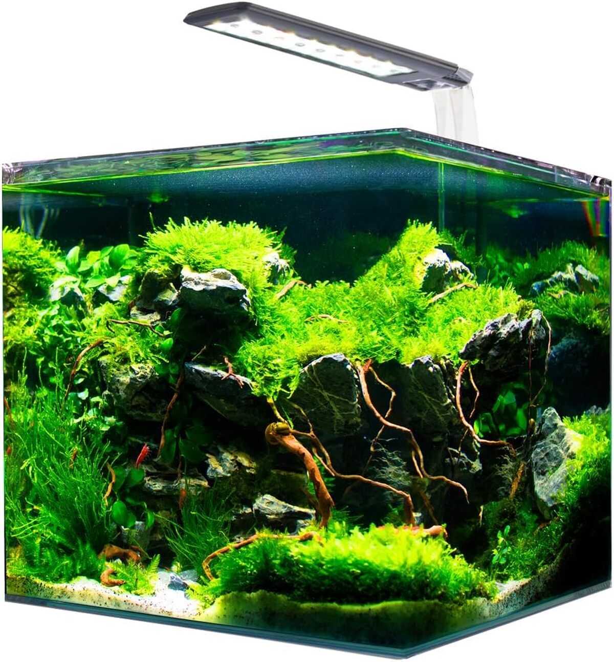 Test : amtra Nanotank, aquarium LED compact 20L