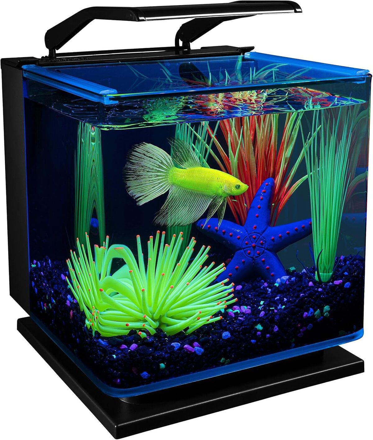 Test du kit aquarium GloFish Betta AQ-78336 avec LED et filtre