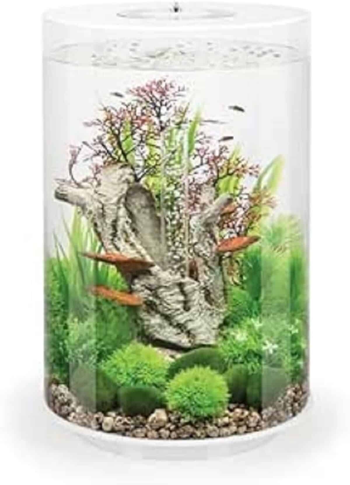 Test du biOrb aquarium 35 litres LED blanc : l'ovale moderne et transparent