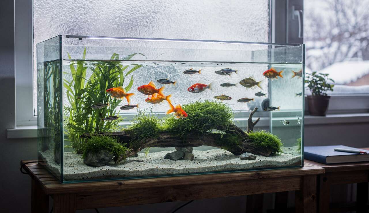 Aquarium sibérien : créer un environnement non chauffé