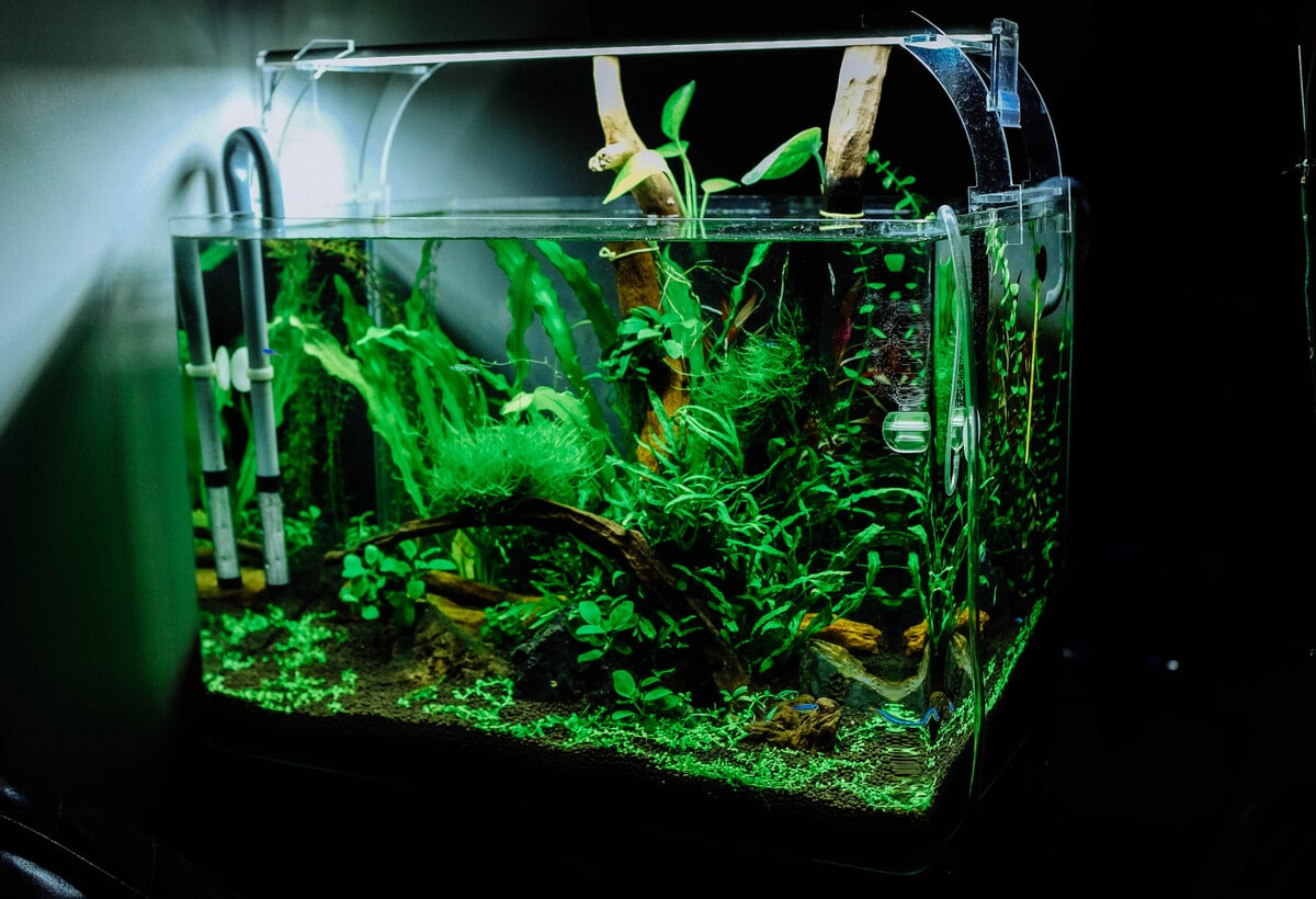 Démarrer un aquarium pour les débutants : Conseils pratiques et astuces