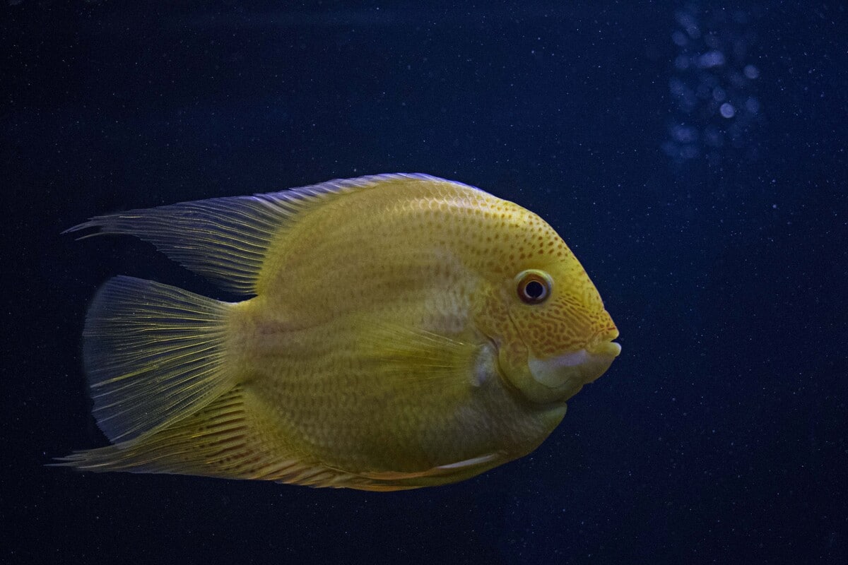 Quand est-il temps de changer l'eau de votre aquarium ?