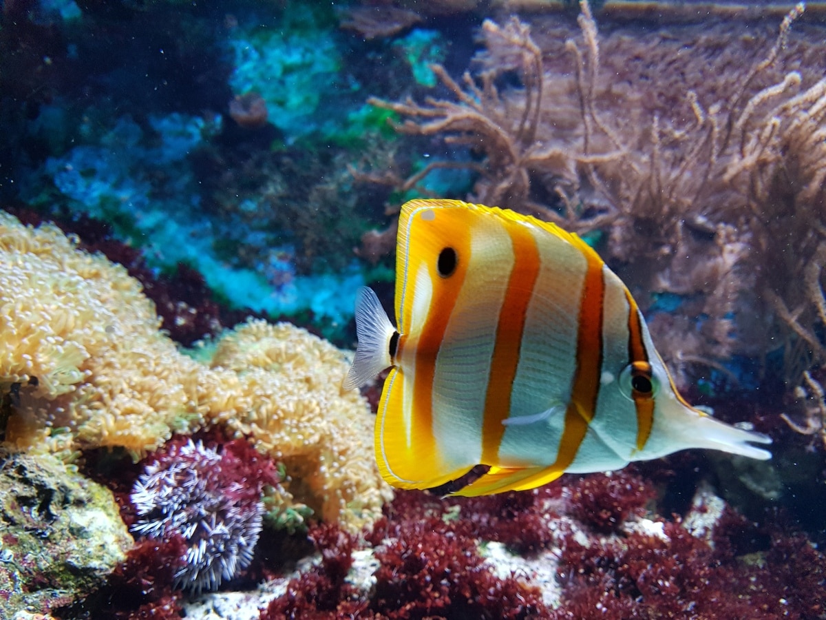 Les principaux parasites aquatiques qui peuvent infecter votre aquarium marin