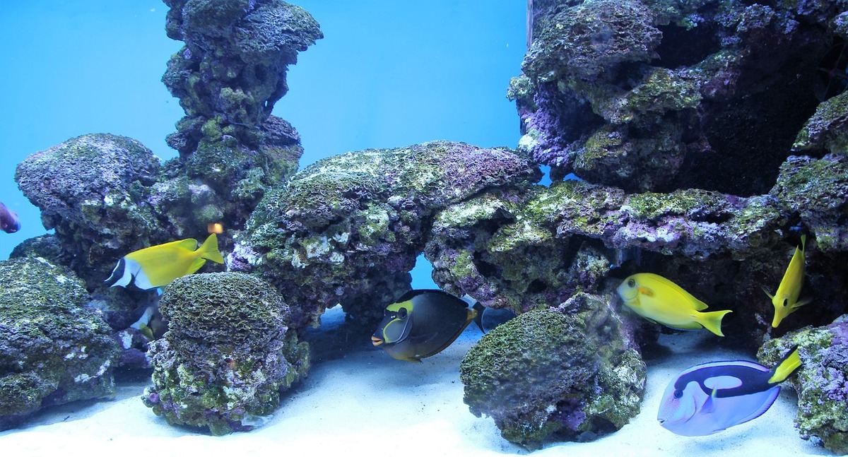 Idée de décoration aquarium