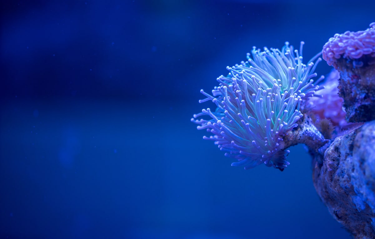 Choisir des néons pour aquarium