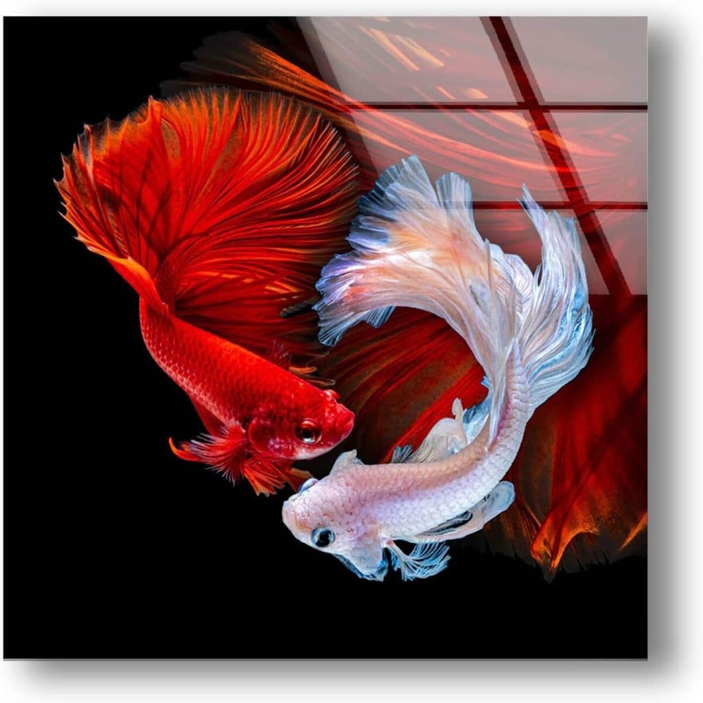 Avis sur la décoration murale en verre Myphotostation Koi