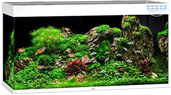 Découvrez notre test complet de l'aquarium LED JUWEL RIO 350 blanc : performance, design et fonctionnalités au rendez-vous pour sublimer votre intérieur.